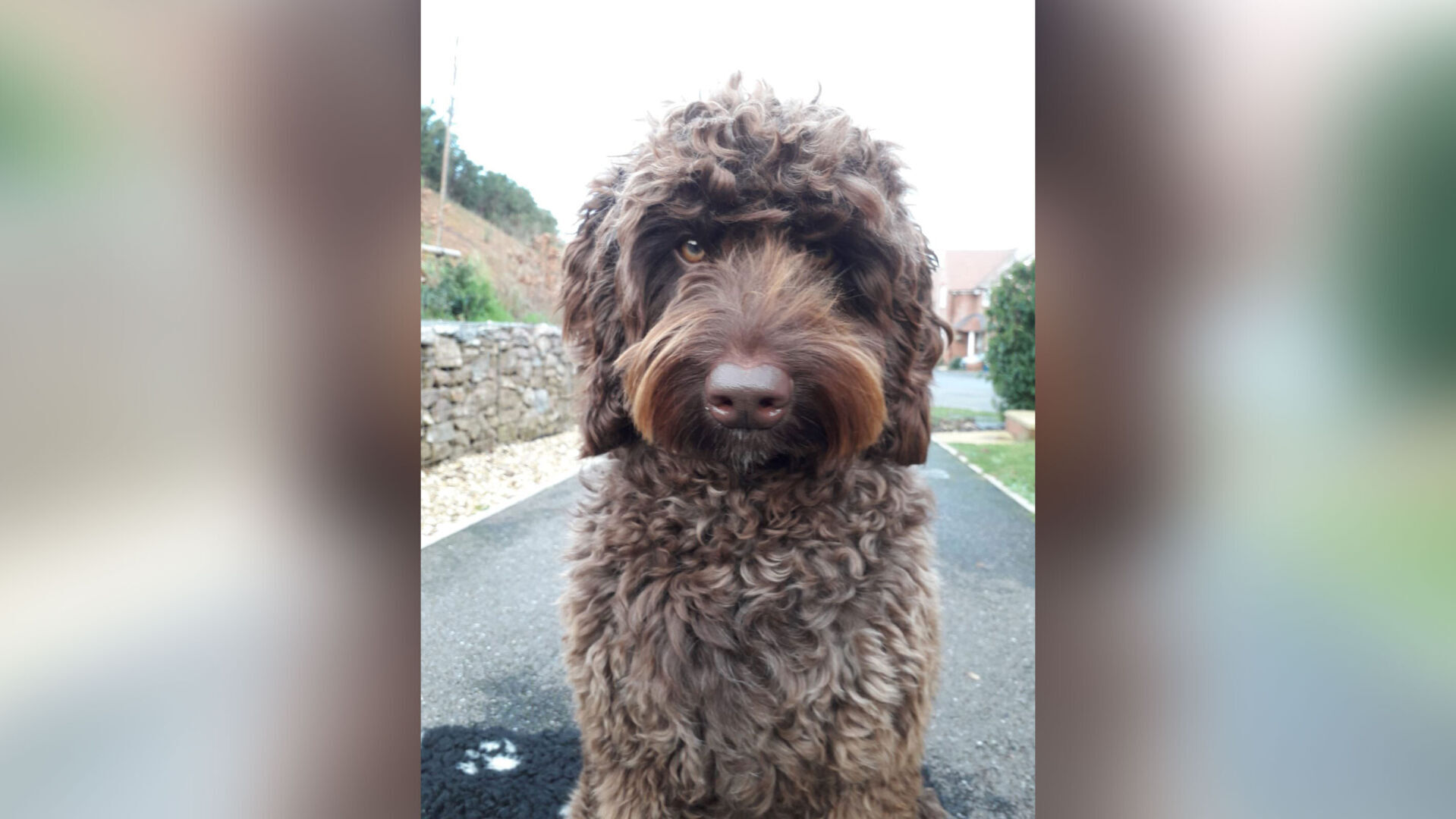 Therapy dog saves woman who was on the verge of taking her own life